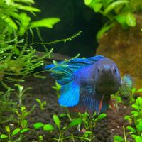関西アクアリウム.水草.レイアウト.淡水.小型熱帯魚.