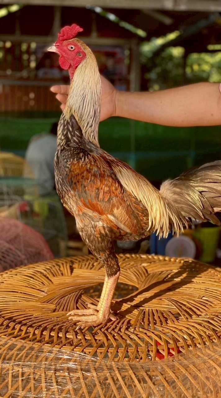 ตลาดไก่ชน v.1