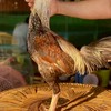 ตลาดไก่ชน v.1