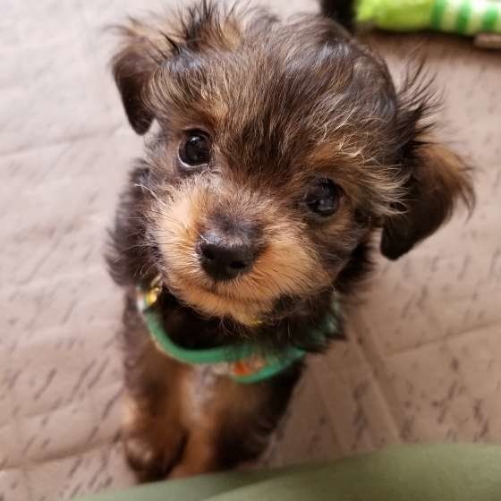 愛犬が苦手な家族がいると答えた人の共通点がわかった