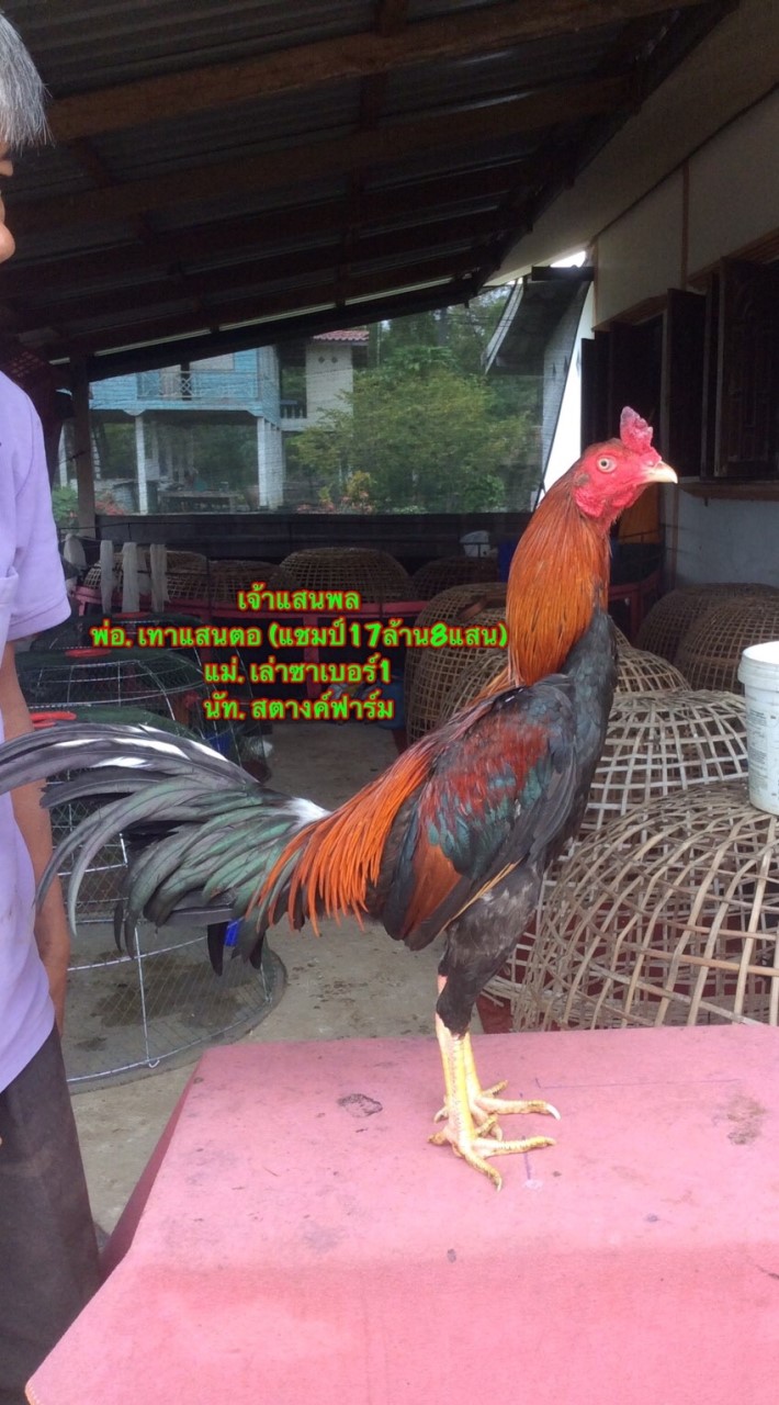 คลิปไก่หนุ่มดาวรุ่ง