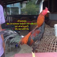 คลิปไก่หนุ่มดาวรุ่ง