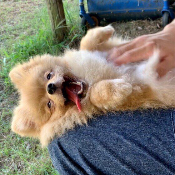 愛犬をモフモフしたい方へ 犬が喜ぶスキンシップの極意 いぬのきもちnews