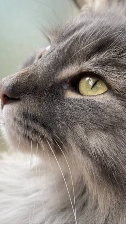 ベレトch交流会