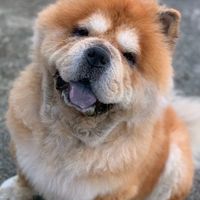 阿威代購