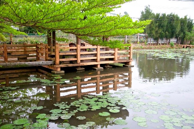 石蓮園｜蓮花池,苗栗通霄,火車餐廳,海景鐵路便當,苗栗景點,通宵景點,鐵道火車餐廳