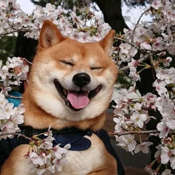 ダダッとダッシュ 犬が突然走り出す 意外な 理由とは