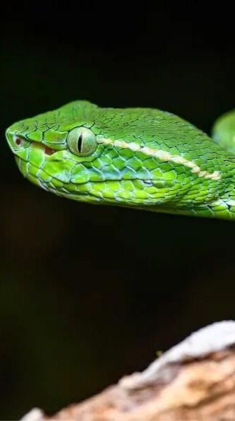 venomous only