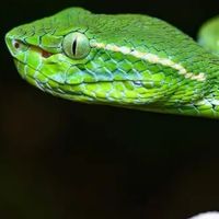 venomous only