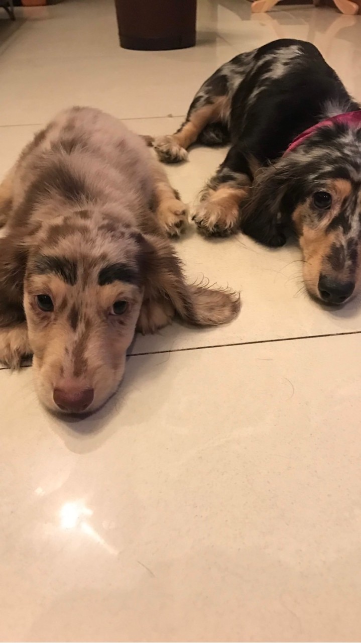 小刺蝟🦔火星台😂