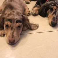 小刺蝟🦔火星台😂
