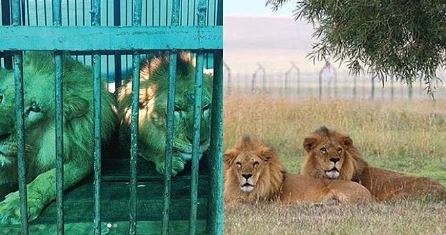 80 Gambar Hewan Sebelum Diwarnai Gratis Terbaik