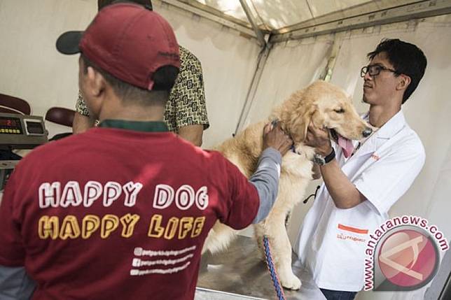 Terkena Liur Anjing Rabies Di Daerah Tubuh Yang Terbuka Juga Bisa