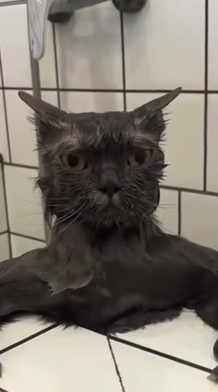 ヴィーガンになろう‼️