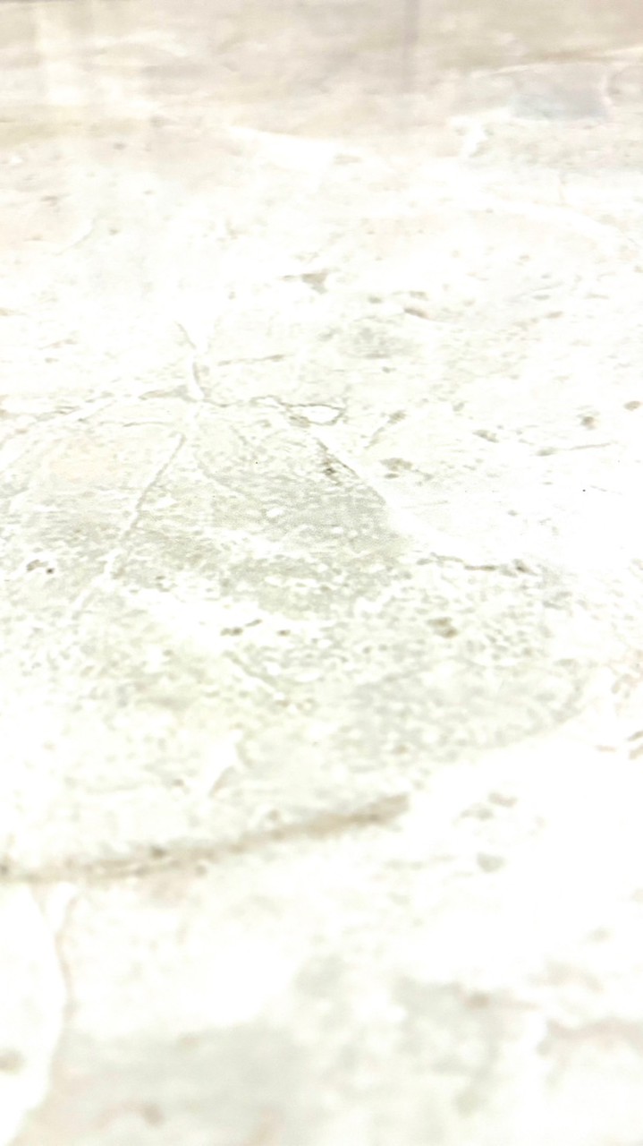 小寶寶鹿角蕨（鹿出曙光）
