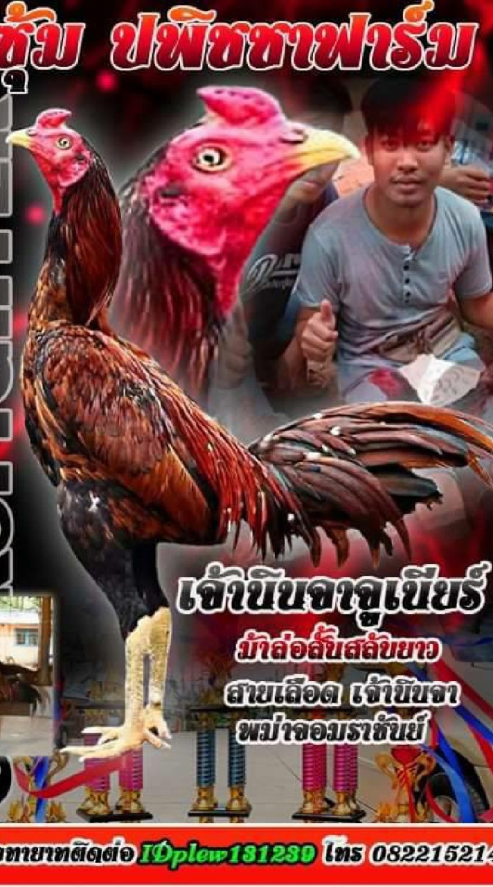 กลุ่มไก่ชน ปพิชชา
