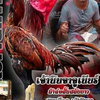 กลุ่มไก่ชน ปพิชชา