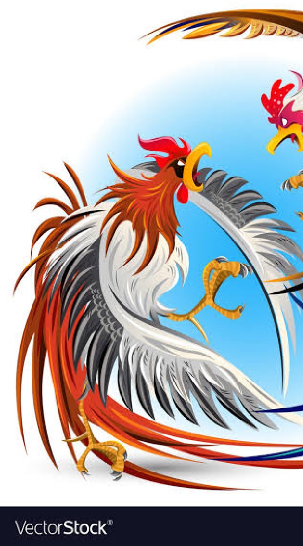 ซื้อขายไก่ชนทั่วประเทศ