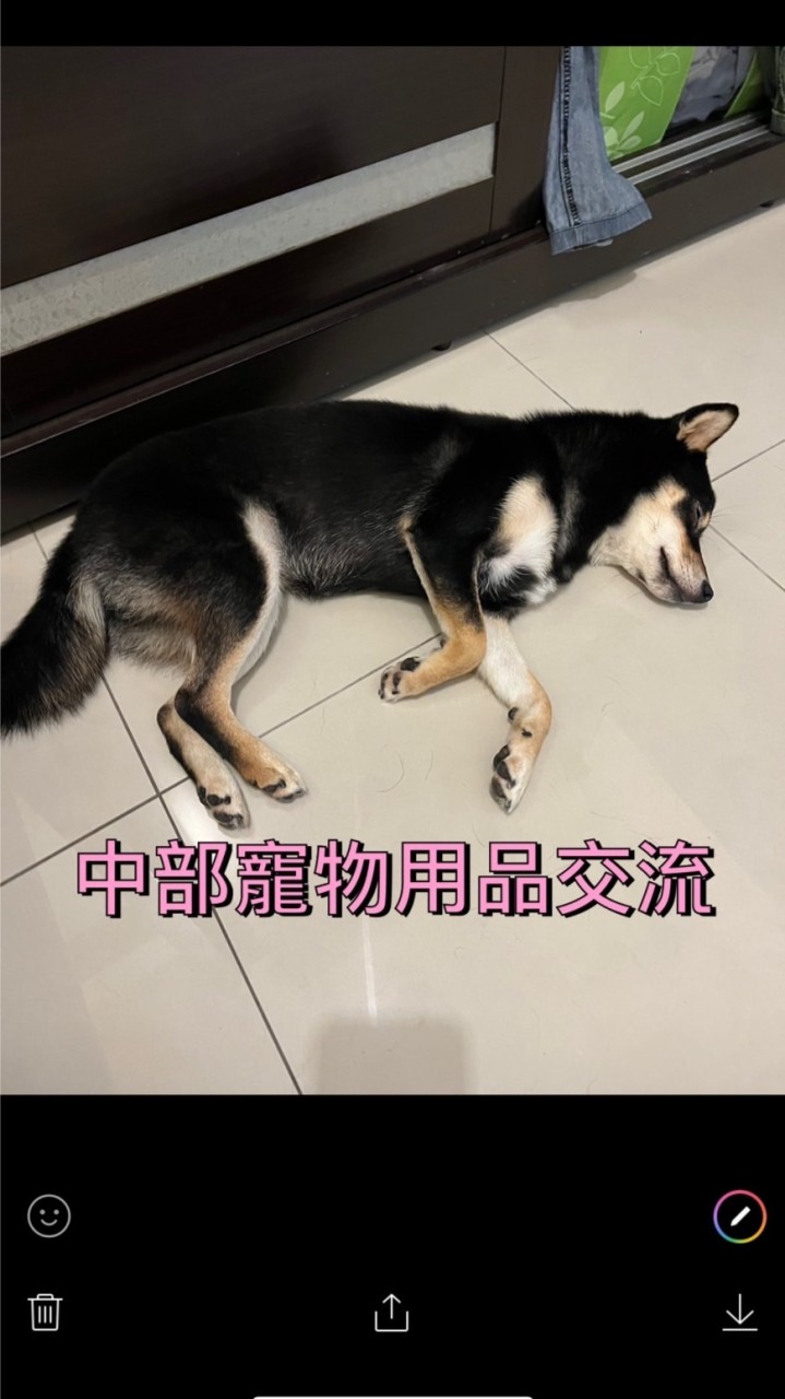 狗貓寵物食品用品二手