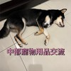 狗貓寵物食品用品二手