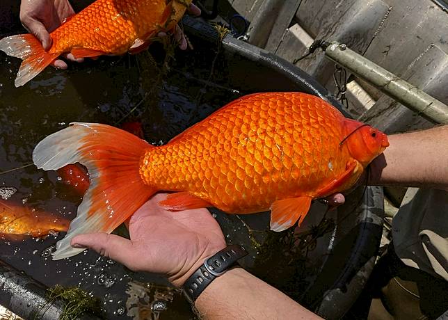 可愛寵物金魚變身巨大惡霸血洗河川湖泊釀生態浩劫 鏡週刊 Line Today