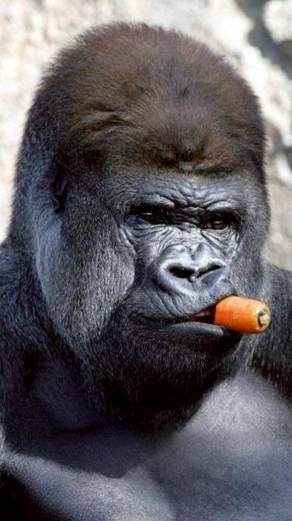 ゆむとふれんず！