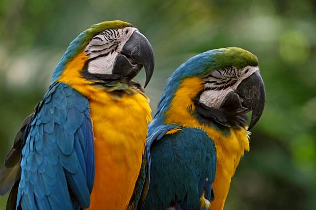 Reaksi Unik Burung Makaw Bulu Mengembang Hingga Pipi Memerah