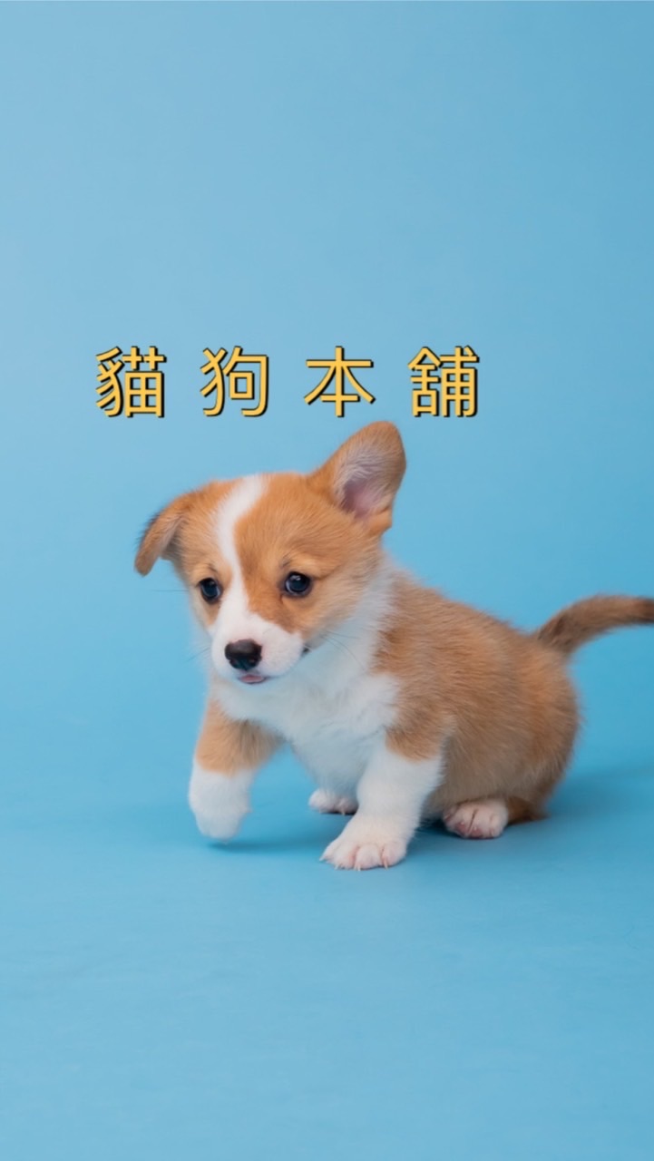 貓狗本舖