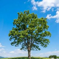 生きてて良かった🌳昭和世代🌞挨拶で生存確認✨
