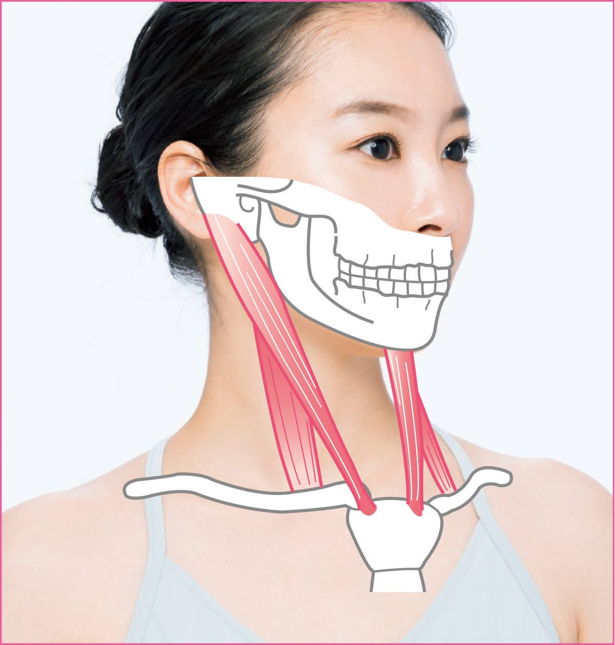 美人に見せる筋肉大図鑑 胸鎖乳突筋 を意識して 小顔印象に Maquiaメイク