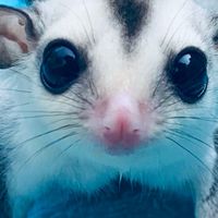 蜜袋鼯狐獴～鼯雨輪比～蜜宗蜜袋鼯狐獴奶、跑輪、白鐵籠