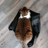 芽芽麻麻很愛買🛒揪免運🛍️找優惠💪