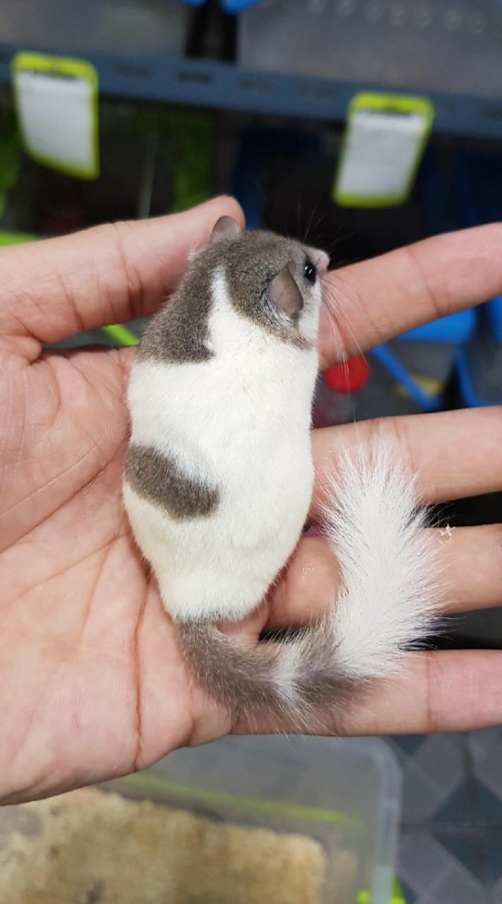 🐹 Dormouse Minburi 🐭