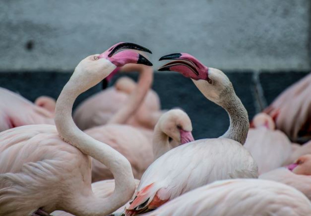 Nggak Nyangka Ternyata Ini Alasan Kenapa Burung Flamingo Berwarna