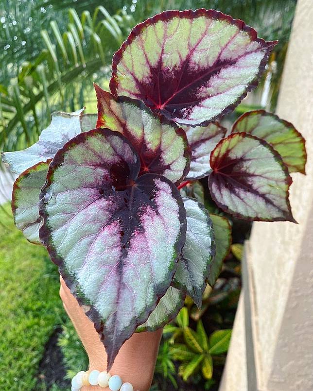 15 Jenis tanaman hias daun beri efek segar di luar dan