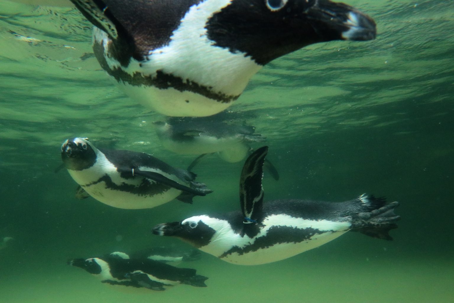 神戶動物王國 非洲企鵝好可愛