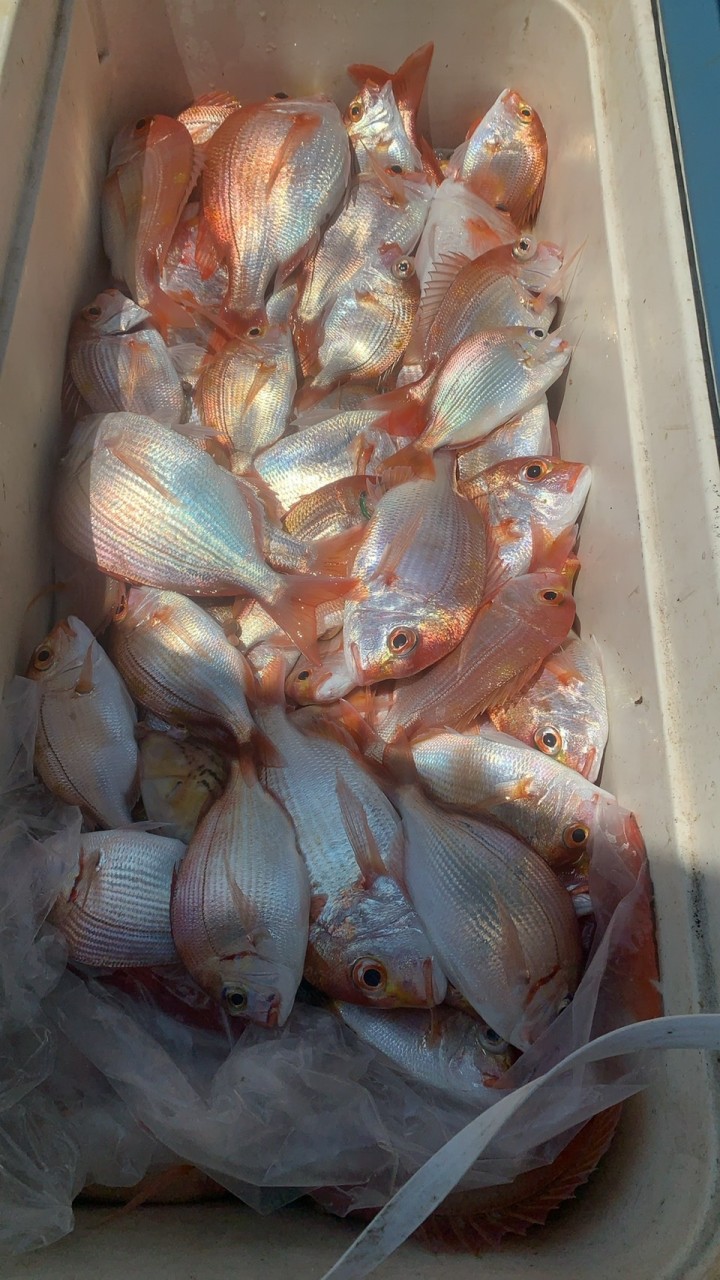 赤宗馬頭一釣魚釣技及買賣自由討論