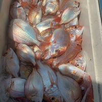 赤宗馬頭一釣魚釣技及買賣自由討論