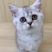 甜甜貓咪世界