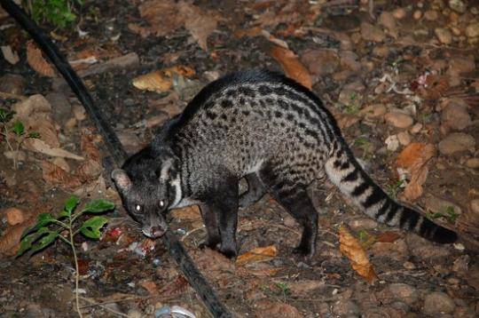 Keringat Luwak Jadi Bahan Parfum Ternyata Parfum Chanel No.5!