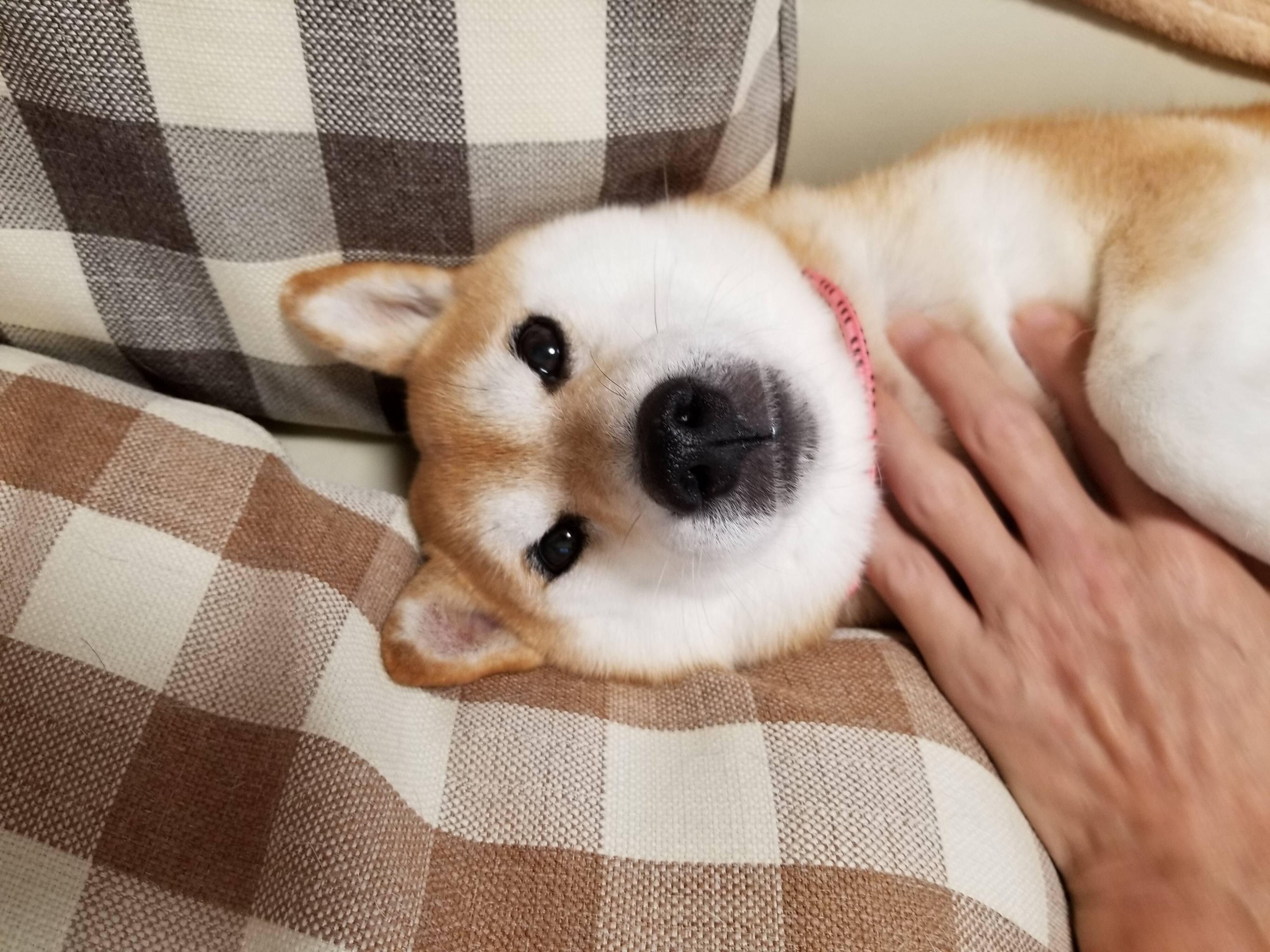 柴犬あるある 顔と仕草が一致しないこと いぬのきもちnews