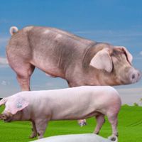 รับซื้อสุกรหมูขุนทั่วประเทศ