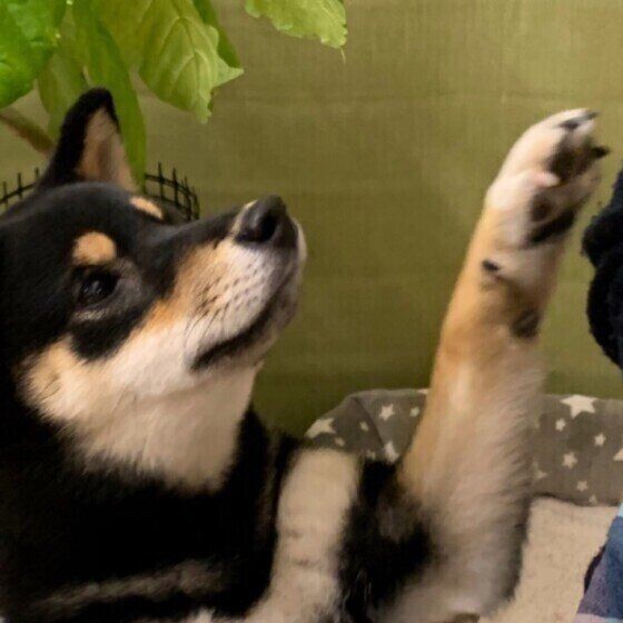 犬が前足で ちょいちょい するのはなぜ