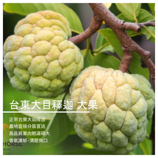 【高登台灣精緻水果水果禮盒】台東大目釋迦 9顆入 大果