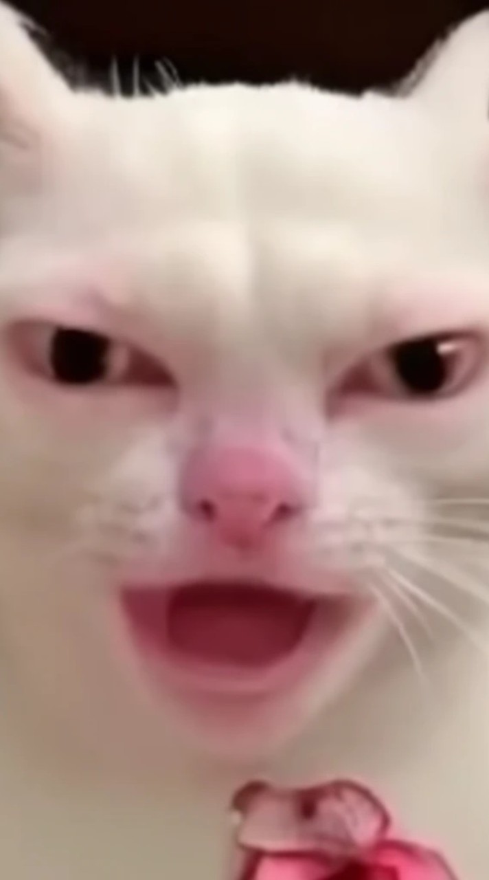 คนรักเเมวท่านั้้น