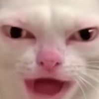 คนรักเเมวท่านั้้น
