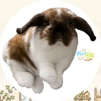 Morning Bunny