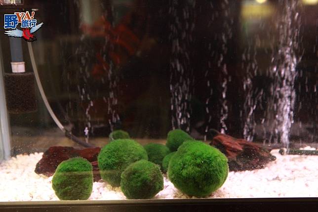 野生動物的的故鄉 釧路溼原蒼茫大地 @去旅行新聞網