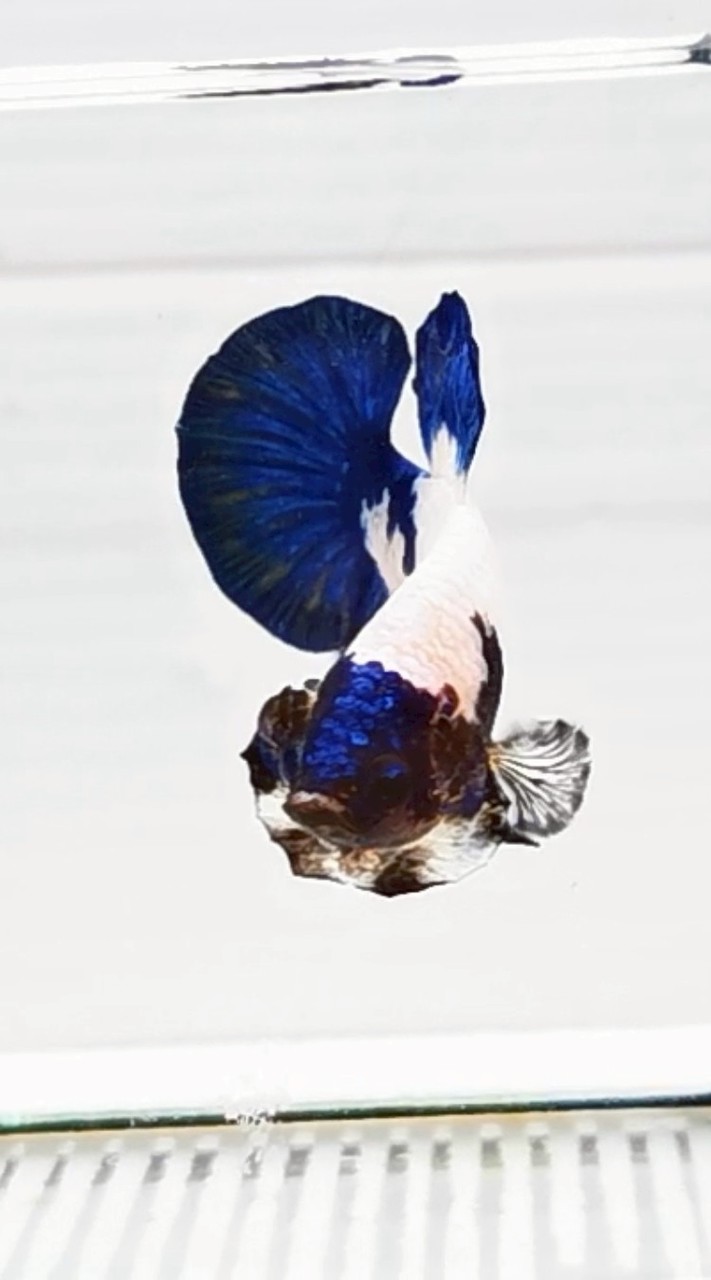 KINGBETTA​THAILAND​