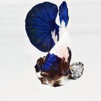 KINGBETTA​THAILAND​